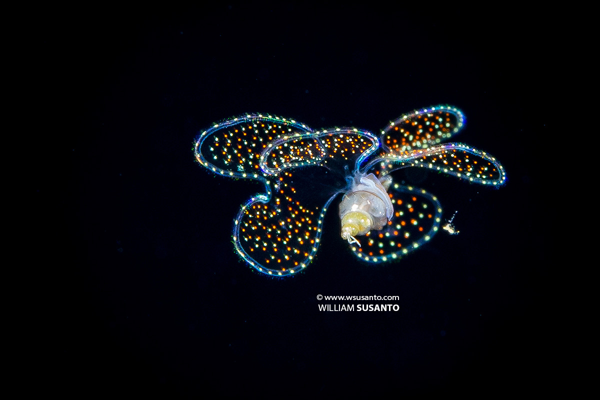 Larval Veliger Mollusk